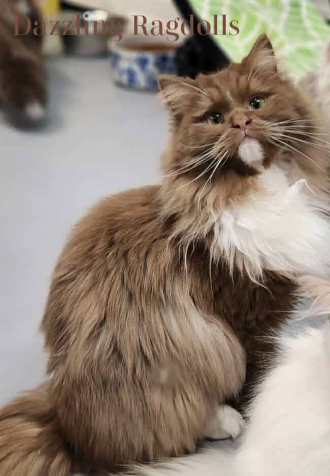 Cinnamon Solid Ragdoll