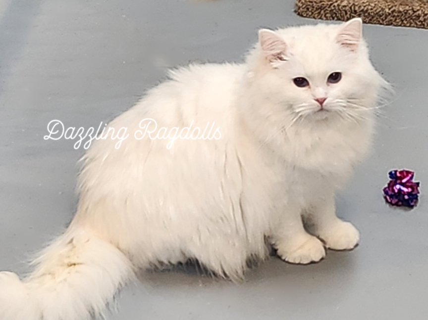 Blue Eyed White Ragdoll