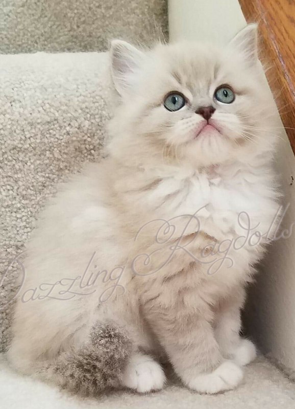 Adopt Ragdoll Kittens in Mt. Airy, Maryland | Dazzling Ragdolls Cattery