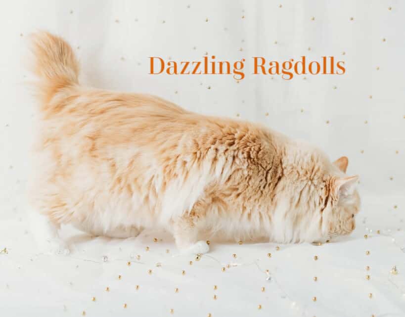 Flame Mitted Sepia Ragdoll