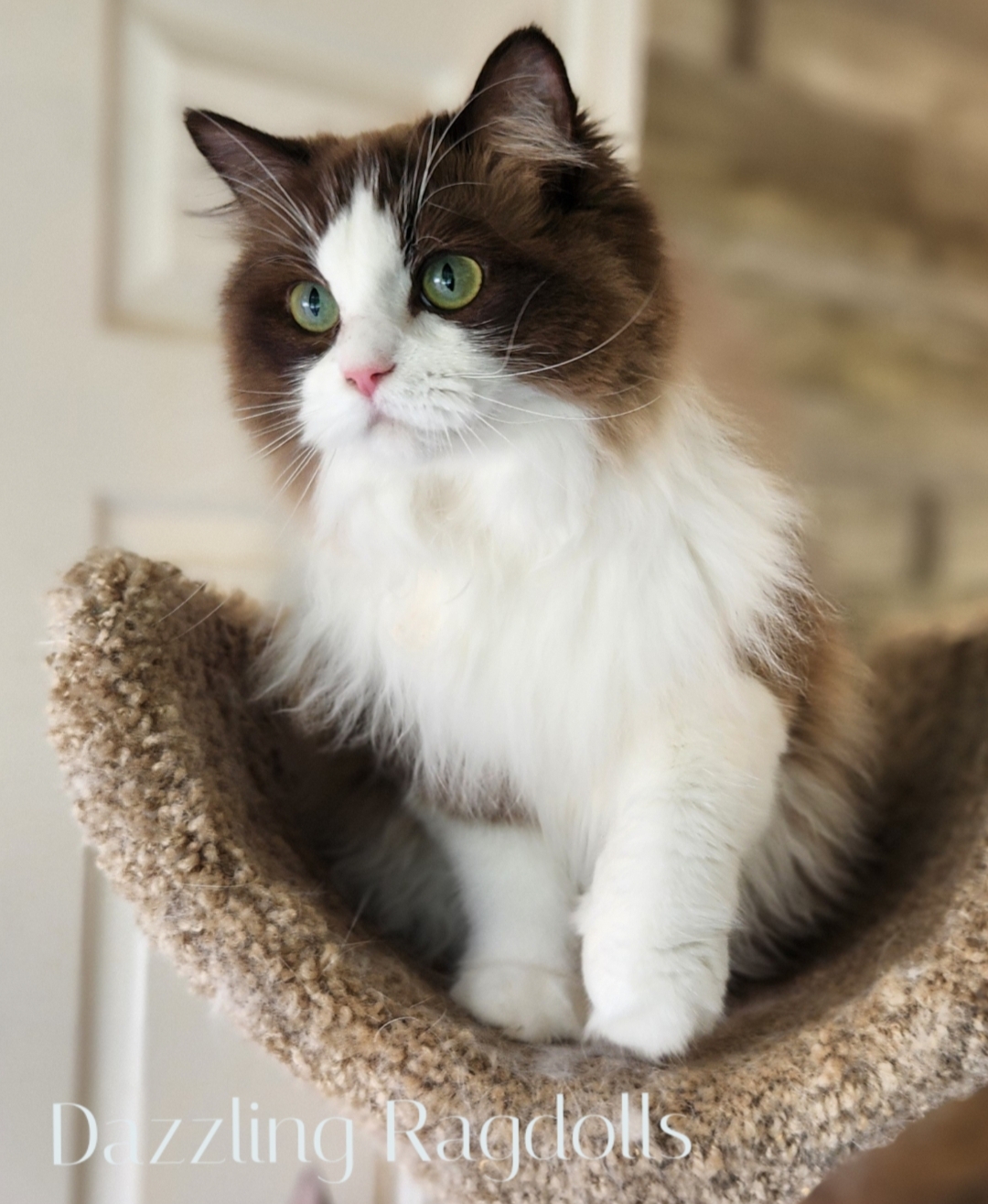 Seal Sepia Bicolor Ragdoll