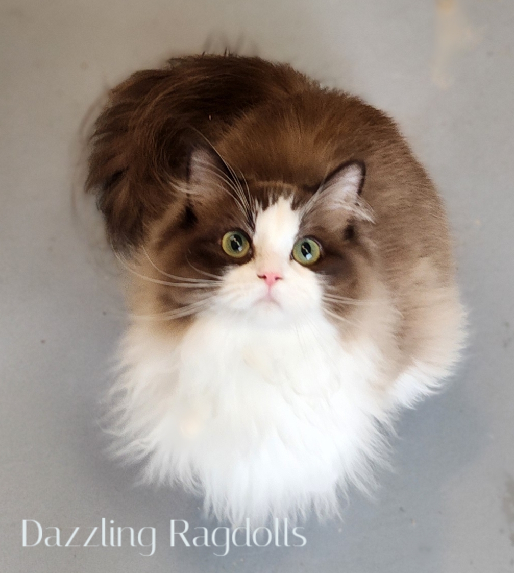 Seal Sepia Bicolor Ragdoll