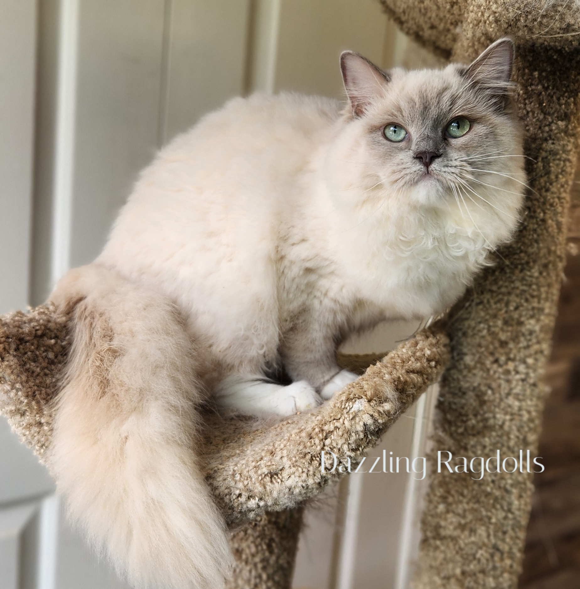 Lilac Sepia Mitted Ragdoll