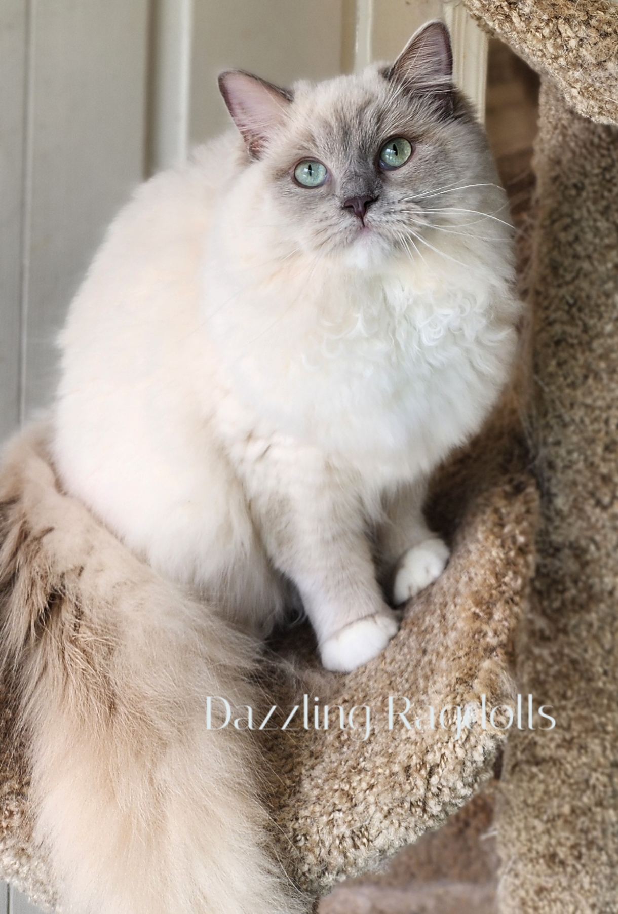 Lilac Sepia Mitted Ragdoll