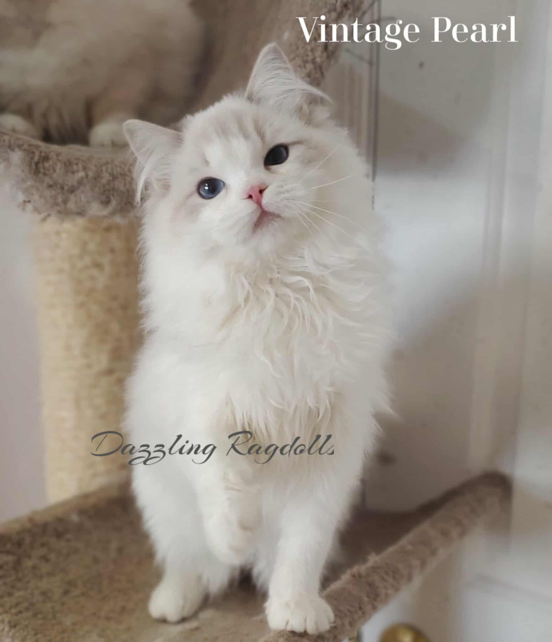 Blue Lynx Bicolor Ragdoll