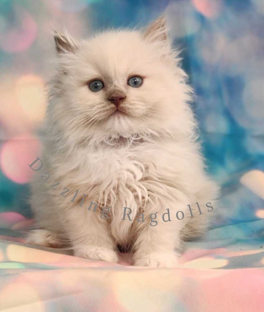 lilac sepia cherubim